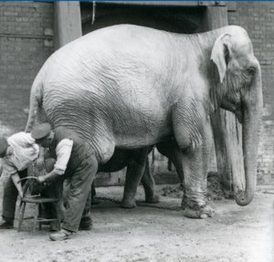 Elefante indio hembra adulta, Assam Lukhi con el cuidador Charles Eyles, recibiendo un corte de uñas en el Zoológico de Londres, septiembre de 1923 de Frederick William Bond